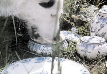 Dog in backyard consuming milk, 1995 (foto: Elske Oosterbroek)