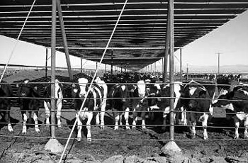Een deel van een ranch in Imperial Valley, met 65.000 stuks vee. Ter bescherming tegen de hete zon worden de koeien tweemaal daags met water besproeid.