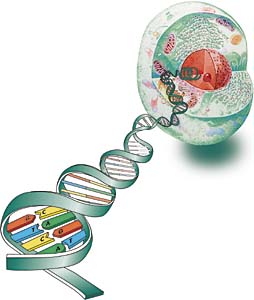Cel met celkern en DNA
