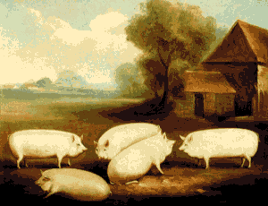 Five Prize Pigs van W.H. Davis uit 1855